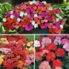 Nurseryman's Garden Ready Collection -Yougarden Shop 410098