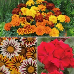 Warm Summer Glow Collection