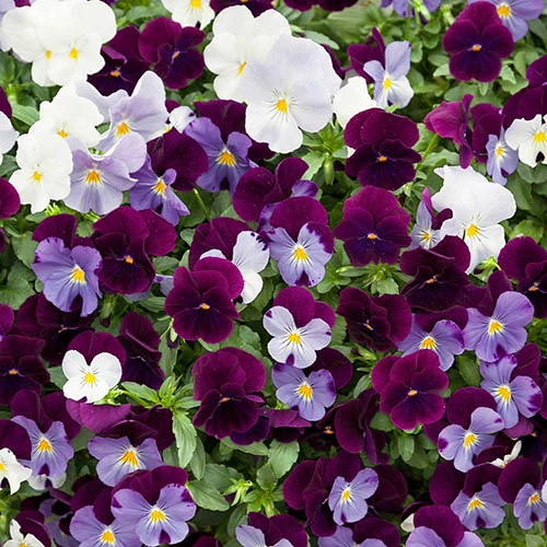 Pansy Cool Wave Berries & Cream Mix 3 Pansy Cool Wave Berries & Cream Mix