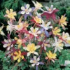 Aquilegia M Scott Elliott Mix -Yougarden Shop 410117
