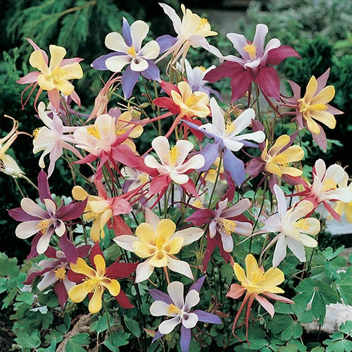 Aquilegia M Scott Elliott Mix 3 Aquilegia M Scott Elliott Mix