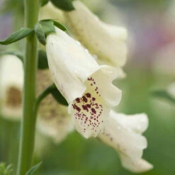 Foxglove Dalmatian Mix -Yougarden Shop 410119 2