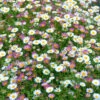 Erigeron Sea Of Blossom -Yougarden Shop 410120