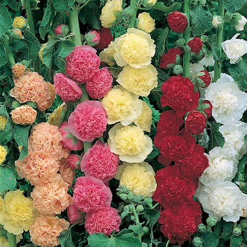 Hollyhock Chater Mix 3 Hollyhock Chater Mix