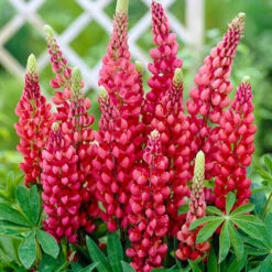 Lupin Gallery Mix -Yougarden Shop 410123 2