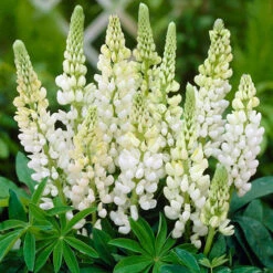 Lupin Gallery Mix -Yougarden Shop 410123 3