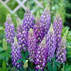 Lupin Gallery Mix -Yougarden Shop 410123 4