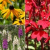 Garden Ready Perennial Bundle 1 Garden Ready Perennial Bundle -Yougarden Shop 410173