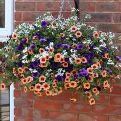 'Fruit Salad' Pre-Planted Basket