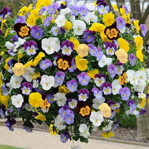 Preplanted 'Pansy Cool Wave' Hanging Basket 3 Preplanted 'Pansy Cool Wave' Hanging Basket