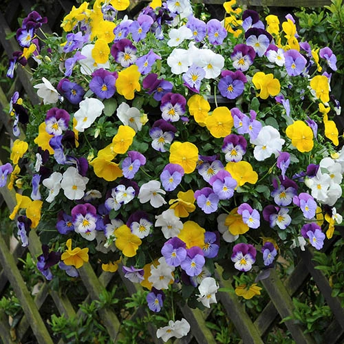 Preplanted 'Pansy Cool Wave' Hanging Basket 4 Preplanted 'Pansy Cool Wave' Hanging Basket - Image 2