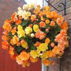 'Apricot Shades' Preplanted Basket