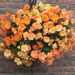 'Apricot Shades' Preplanted Basket -Yougarden Shop 450042 2