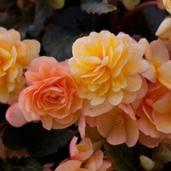 'Apricot Shades' Preplanted Basket -Yougarden Shop 450042 3