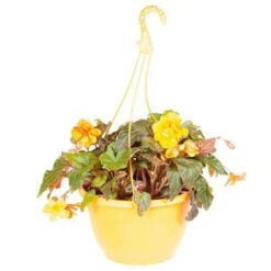 'Apricot Shades' Preplanted Basket -Yougarden Shop 450042 5