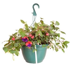 Pre-planted Basket Jumbo Fuchsia Mixed -Yougarden Shop 450058 2