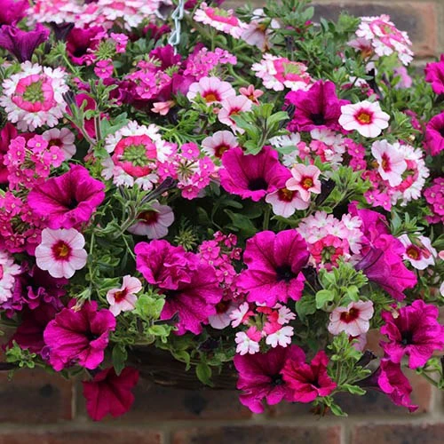 'Eton Mess' Pre-Planted Basket 4 'Eton Mess' Pre-Planted Basket - Image 2