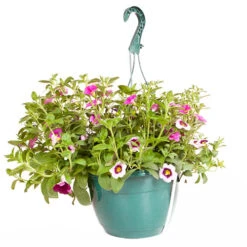 'Eton Mess' Pre-Planted Basket 7 'Eton Mess' Pre-Planted Basket -Yougarden Shop 450079 2