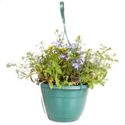 'Sherbet Lemon' Pre-Planted Basket 9 'Sherbet Lemon' Pre-Planted Basket -Yougarden Shop 450080 3