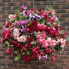 Premium Pre-planted Fuchsia Trailing Rattan Basket -Yougarden Shop 450145