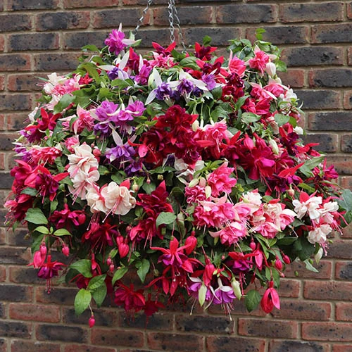 Premium Pre-planted Fuchsia Trailing Rattan Basket 3 Premium Pre-planted Fuchsia Trailing Rattan Basket