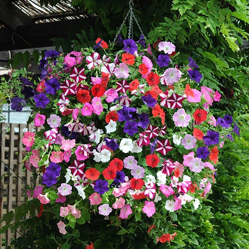 Premium Pre-planted Petunia Union Jack Rattan Basket 3 Premium Pre-planted Petunia Union Jack Rattan Basket