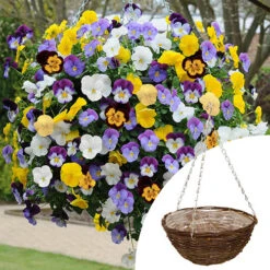 Preplanted 'Pansy Cool Wave' Rattan Basket