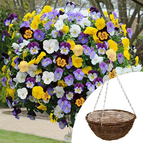 Preplanted 'Pansy Cool Wave' Rattan Basket 3 Preplanted 'Pansy Cool Wave' Rattan Basket
