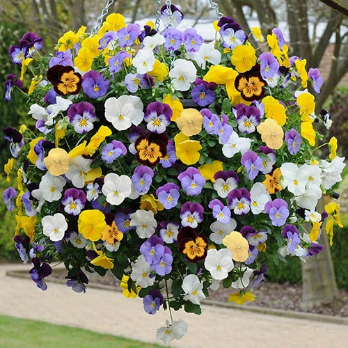 Preplanted 'Pansy Cool Wave' Rattan Basket 4 Preplanted 'Pansy Cool Wave' Rattan Basket - Image 2
