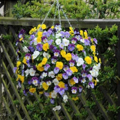 Preplanted 'Pansy Cool Wave' Rattan Basket 11 Preplanted 'Pansy Cool Wave' Rattan Basket -Yougarden Shop 450152 2