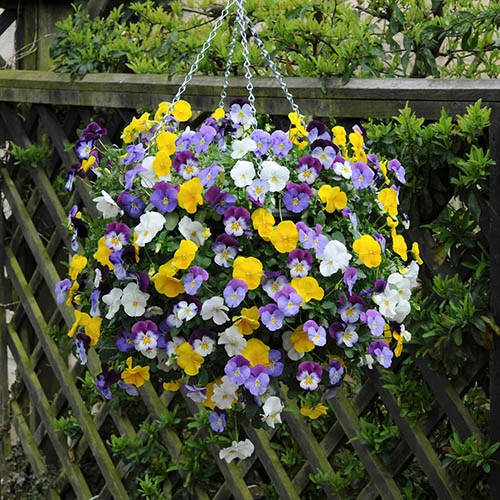 Preplanted 'Pansy Cool Wave' Rattan Basket 5 Preplanted 'Pansy Cool Wave' Rattan Basket - Image 3