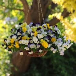 Preplanted 'Pansy Cool Wave' Rattan Basket 12 Preplanted 'Pansy Cool Wave' Rattan Basket -Yougarden Shop 450152 3