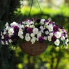 Preplanted 'Cool Wave Berries & Cream' Rattan Basket -Yougarden Shop 450153