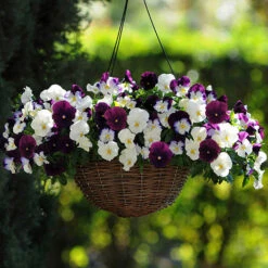 Preplanted 'Cool Wave Berries & Cream' Rattan Basket