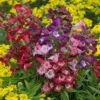 Hardy Penstemon Collection 2 Hardy Penstemon Collection -Yougarden Shop 480044