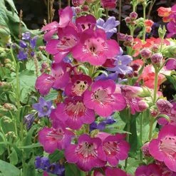 Hardy Penstemon Collection 10 Hardy Penstemon Collection -Yougarden Shop 480044 2