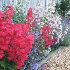 Hardy Penstemon Collection 11 Hardy Penstemon Collection -Yougarden Shop 480044 3