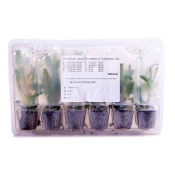 Hardy Penstemon Collection 13 Hardy Penstemon Collection -Yougarden Shop 480044 5