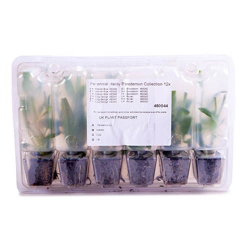 Hardy Penstemon Collection 8 Hardy Penstemon Collection - Image 6