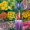 Complete Hardy Garden Perennial Collection -Yougarden Shop 480050