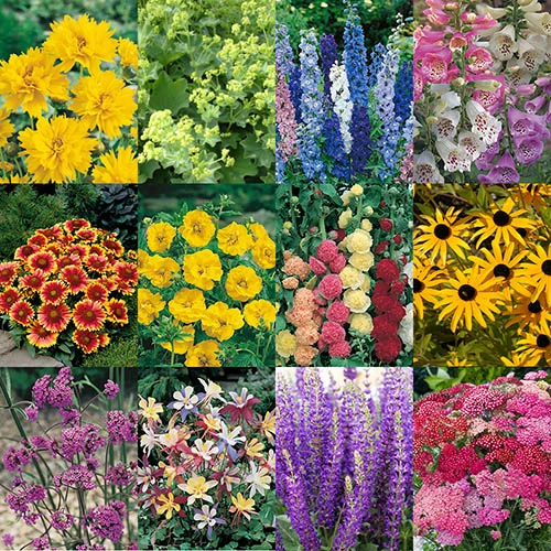 Complete Hardy Garden Perennial Collection 3 Complete Hardy Garden Perennial Collection