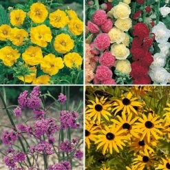 Complete Hardy Garden Perennial Collection 12 Complete Hardy Garden Perennial Collection -Yougarden Shop 480050 1