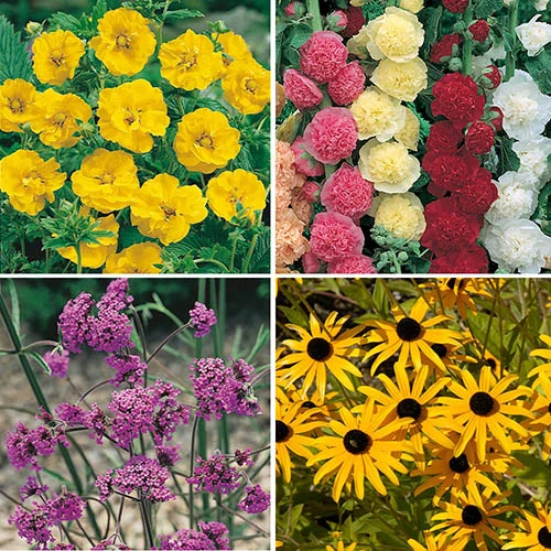Complete Hardy Garden Perennial Collection 4 Complete Hardy Garden Perennial Collection - Image 2