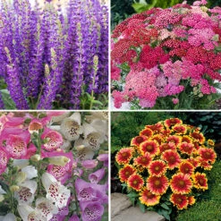 Complete Hardy Garden Perennial Collection 13 Complete Hardy Garden Perennial Collection -Yougarden Shop 480050 2