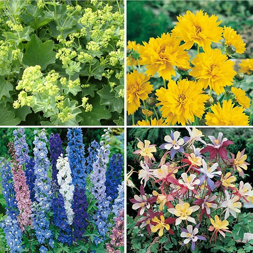 Complete Hardy Garden Perennial Collection 6 Complete Hardy Garden Perennial Collection - Image 4