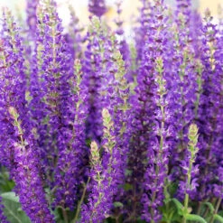 Complete Hardy Garden Perennial Collection 17 Complete Hardy Garden Perennial Collection -Yougarden Shop 480050 6