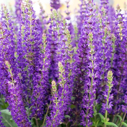 Complete Hardy Garden Perennial Collection 9 Complete Hardy Garden Perennial Collection - Image 7