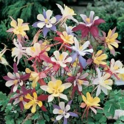 Complete Hardy Garden Perennial Collection 18 Complete Hardy Garden Perennial Collection -Yougarden Shop 480050 7