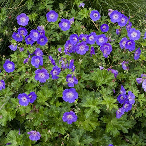 Hardy Geranium 'Rozanne' - RHS Plant Of The Centenary 4 Hardy Geranium 'Rozanne' - RHS Plant Of The Centenary - Image 2