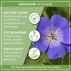 Hardy Geranium 'Rozanne' - RHS Plant Of The Centenary 13 Hardy Geranium 'Rozanne' - RHS Plant Of The Centenary -Yougarden Shop 480120 5